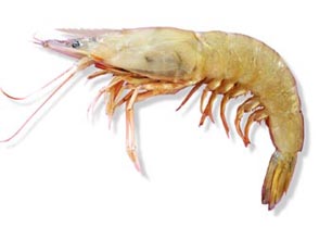 Hong Kong Fish