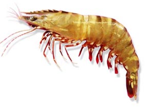 Peena Shellfish Hong Kong Fish